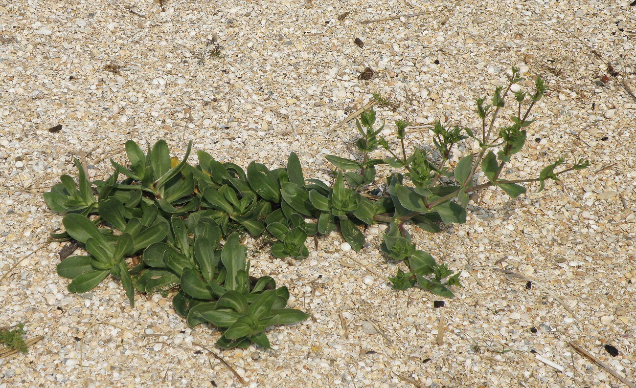 Image of Gypsophila perfoliata specimen.