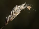 Sesleria caerulea