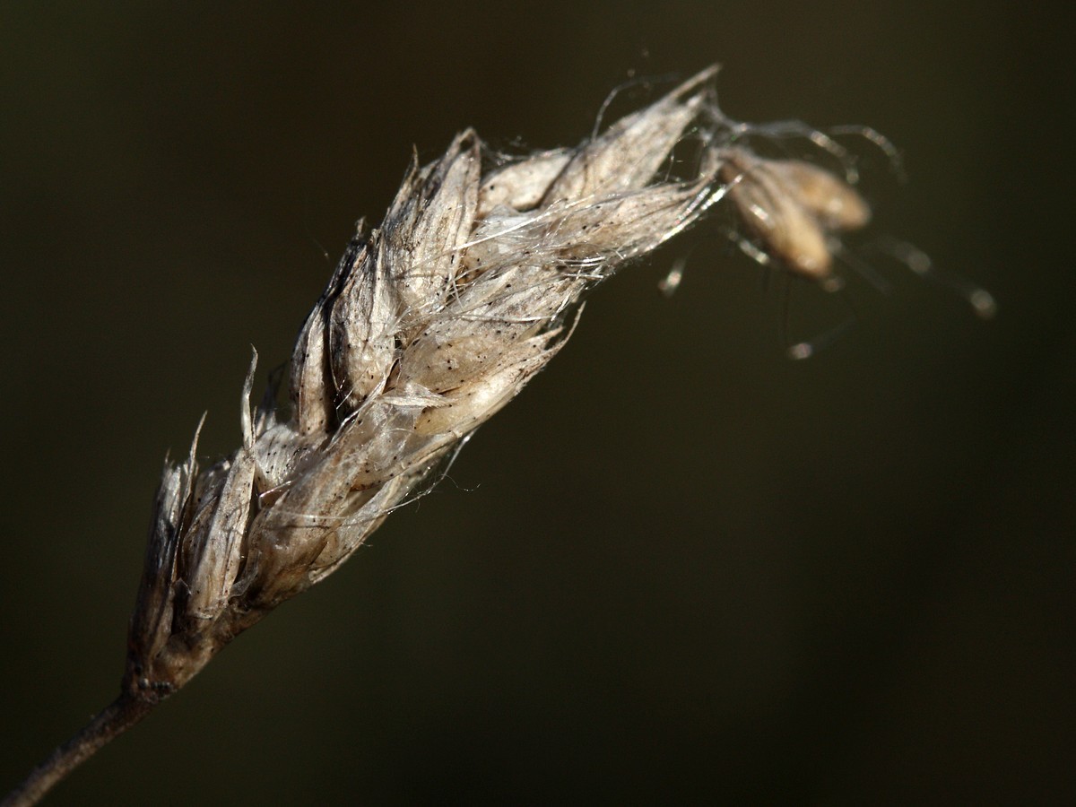 Изображение особи Sesleria caerulea.