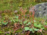 Sibbaldia procumbens. Плодоносящие растения. Полярный Урал, верховья р. Большой Ханмей. 11.08.2012.