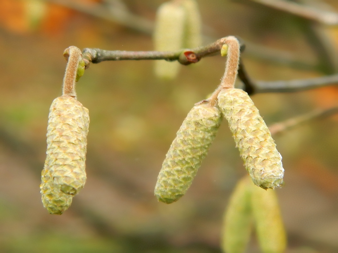 Изображение особи Corylus avellana.