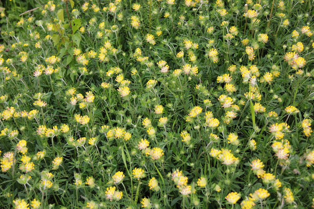 Image of Anthyllis vulneraria specimen.