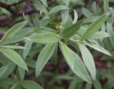 Salix lapponum. Побеги. Мурманская обл., Мончегорский городской округ, 3 км Ю-З с. Имандра, берег оз. Имандра. 05.07.2010.