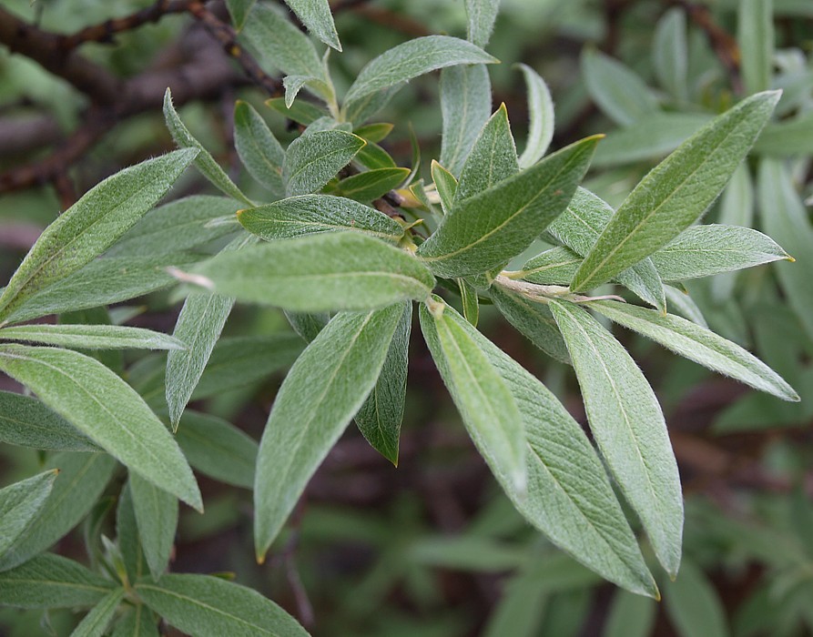 Image of Salix lapponum specimen.