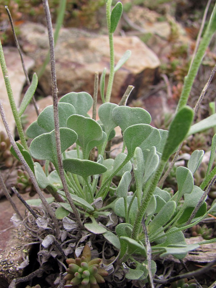 Image of Galitzkya spathulata specimen.