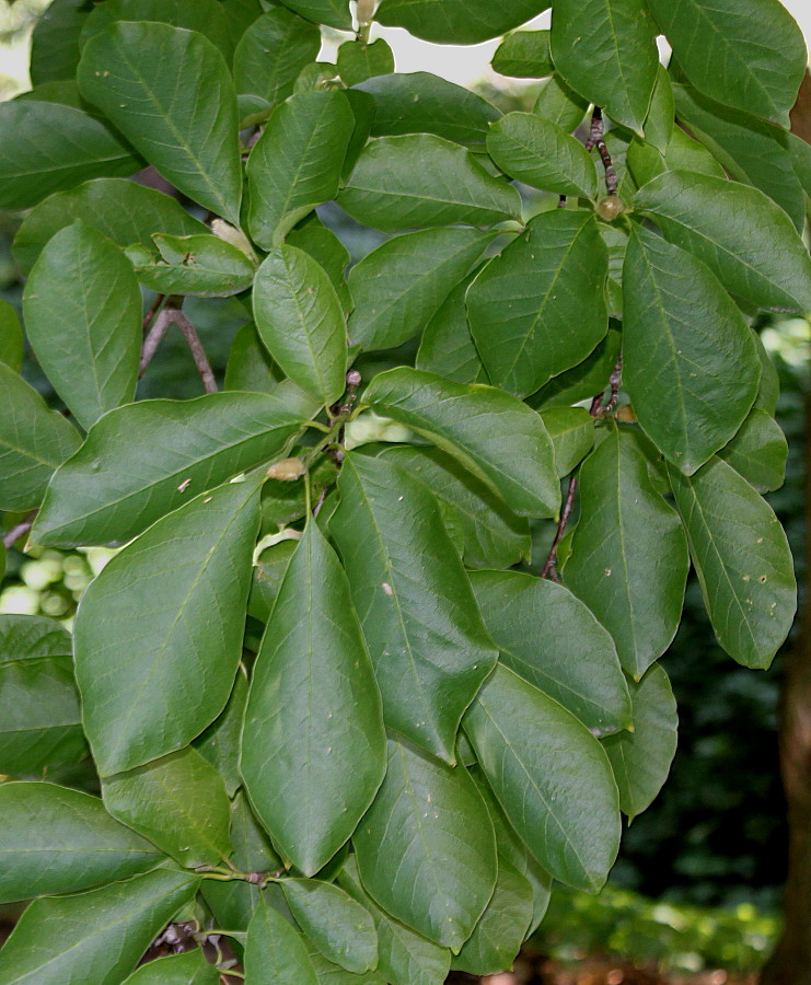 Изображение особи Magnolia salicifolia.