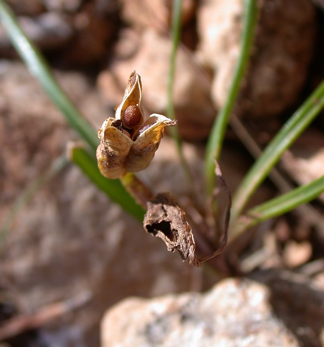 Image of Colchicum stevenii specimen.