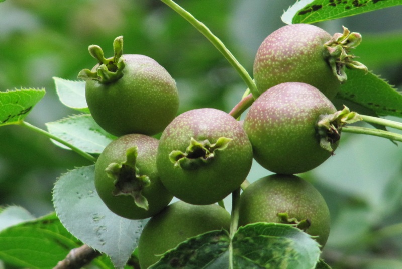 Image of Pyrus ussuriensis specimen.