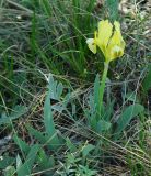 Iris pumila. Цветущее растение на степном южном склоне. Самара, Сокольи горы. 10.05.2009.