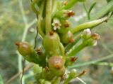 Cuscuta monogyna