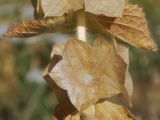 Image of taxon representative. Author is Тулкин Тиллаев