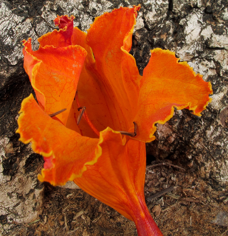 Image of Spathodea campanulata specimen.