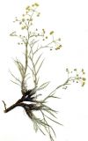 Bupleurum bicaule