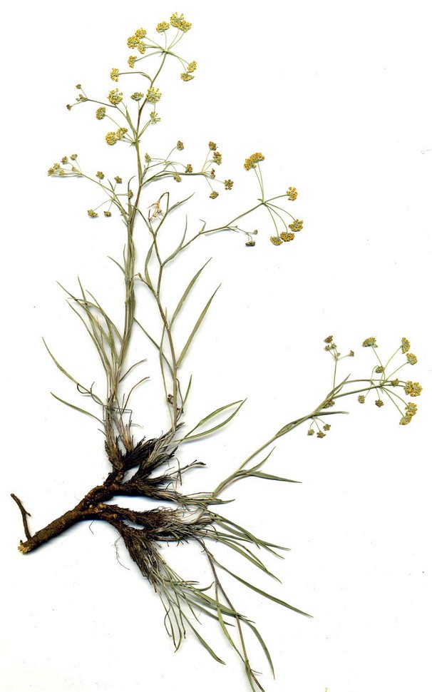 Image of Bupleurum bicaule specimen.