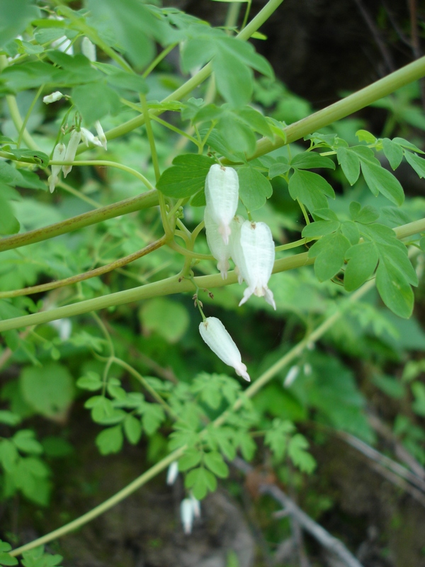 Image of Adlumia asiatica specimen.