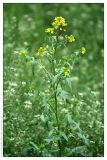 Sisymbrium loeselii