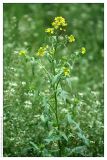 Sisymbrium loeselii. Верхушка цветущего растения. Республика Татарстан, г. Казань. 26.05.2009.