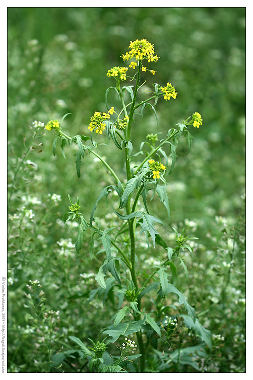 Image of Sisymbrium loeselii specimen.