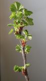 Ribes sanguineum. Верхняя часть веточки с раазвивающимися побегами. Германия, г. Кемпен, у прогулочной дорожки. 14.04.2013.