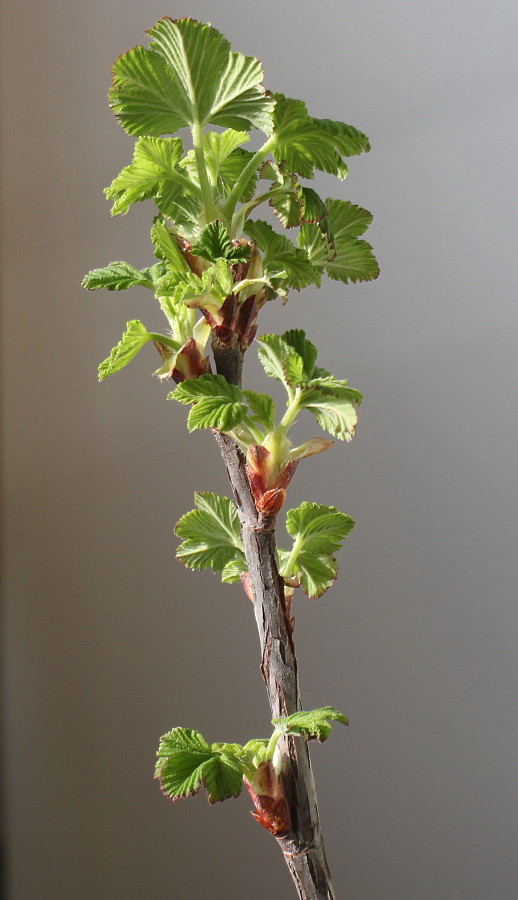 Image of Ribes sanguineum specimen.