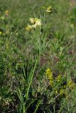 Lathyrus lacteus. Цветущее растение. Крым, Симферополь, степной склон в окр. Марьино. 28 апреля 2013 г.