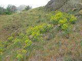 Isatis tinctoria