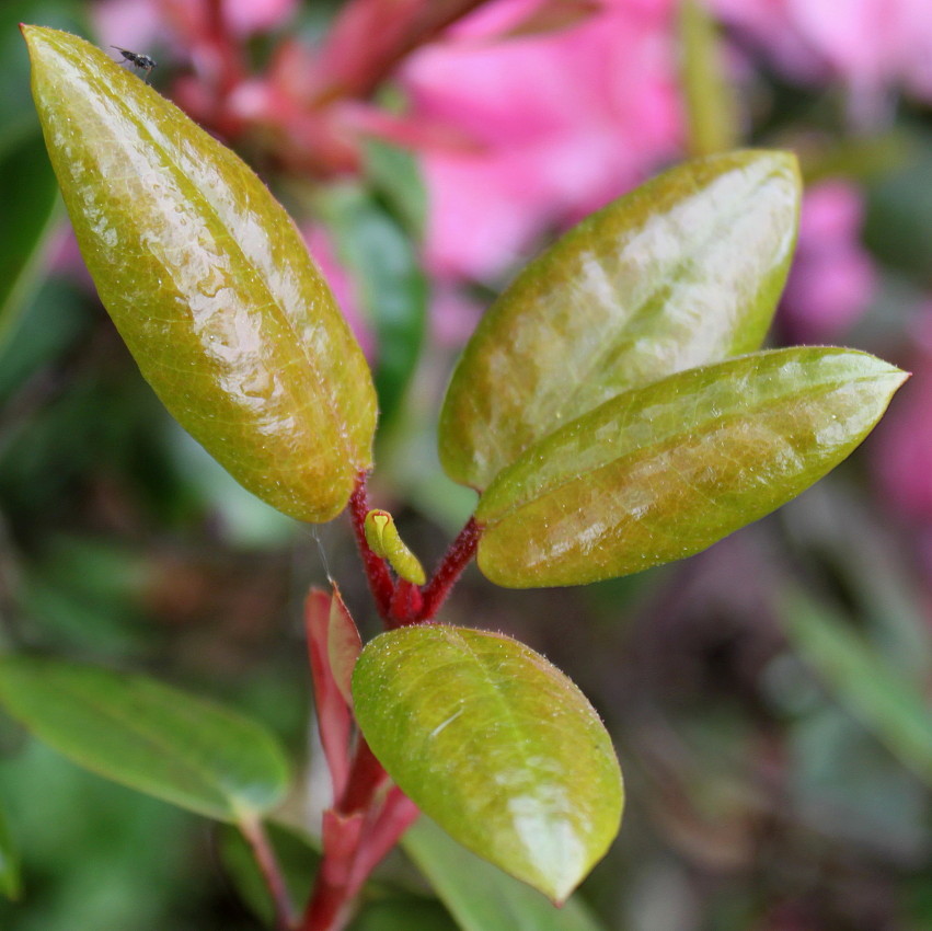 Изображение особи род Rhododendron.