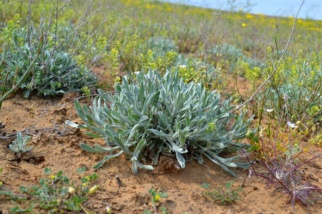 Image of Helichrysum nogaicum specimen.
