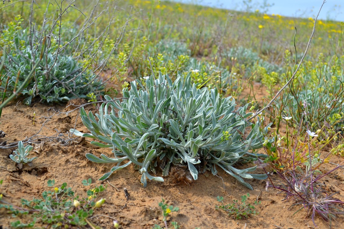 Изображение особи Helichrysum nogaicum.