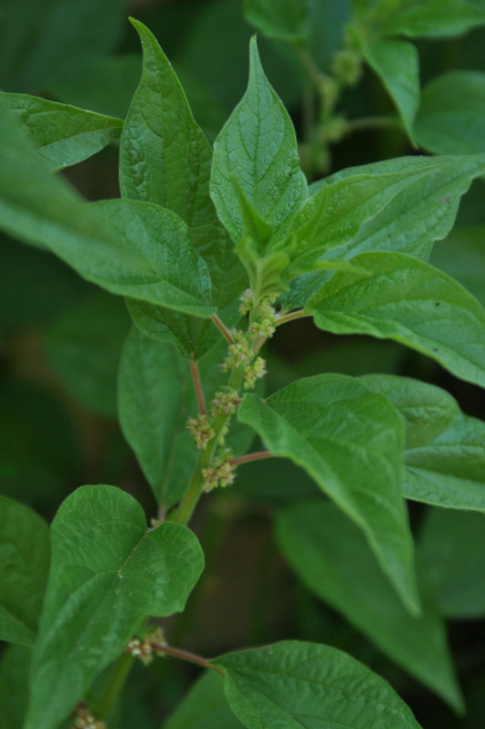 Image of Parietaria officinalis specimen.