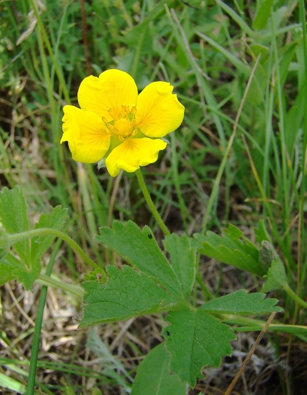 Изображение особи Potentilla reptans.