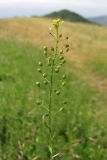 Camelina microcarpa