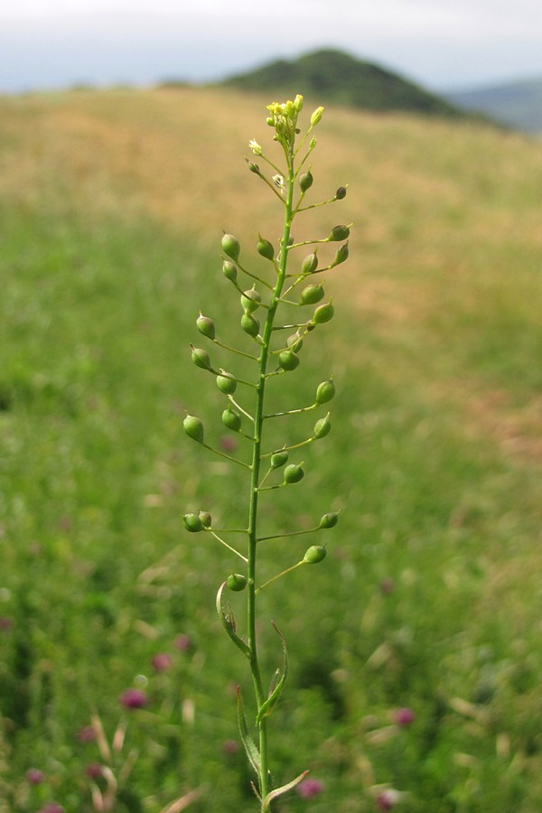 Image of Camelina microcarpa specimen.