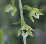 Epipactis подвид degenii