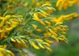 Genista tinctoria