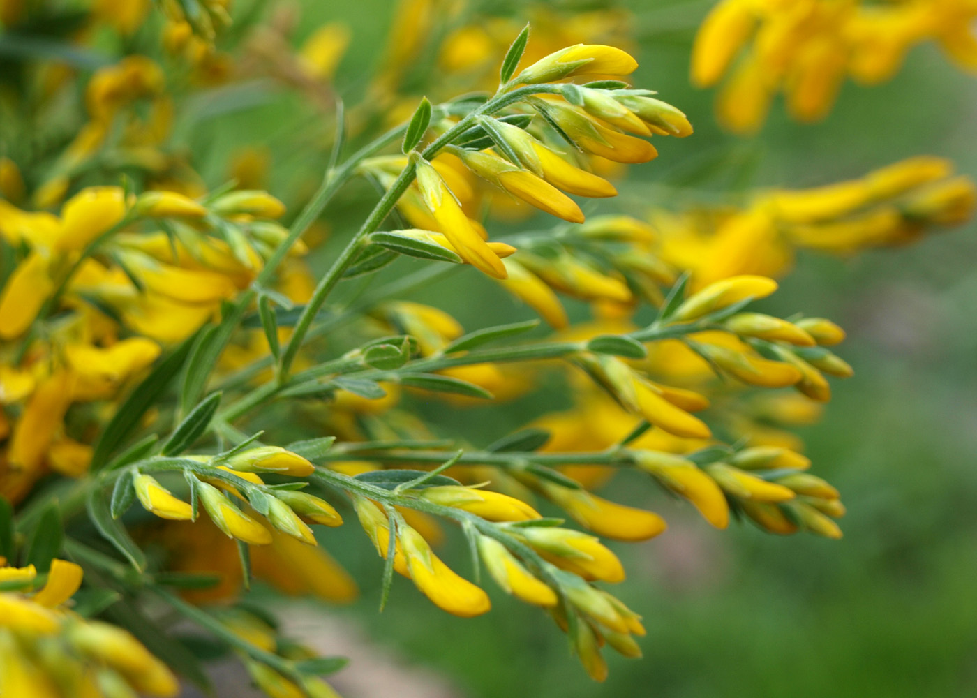 Изображение особи Genista tinctoria.