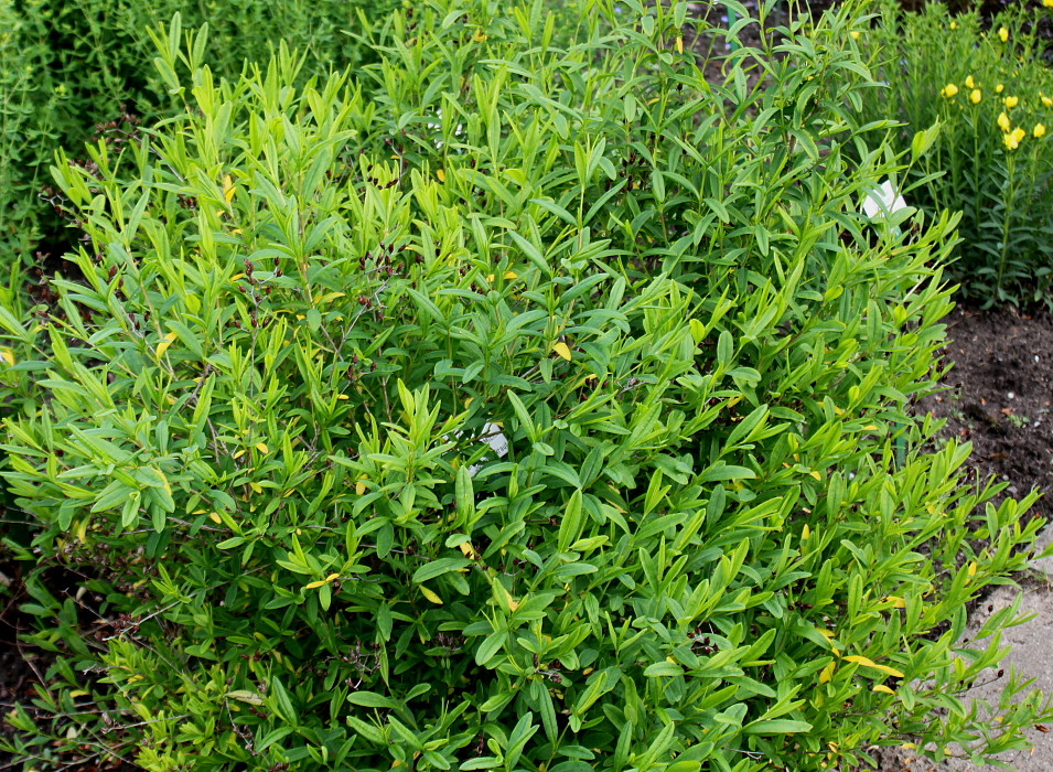 Изображение особи Hypericum frondosum.