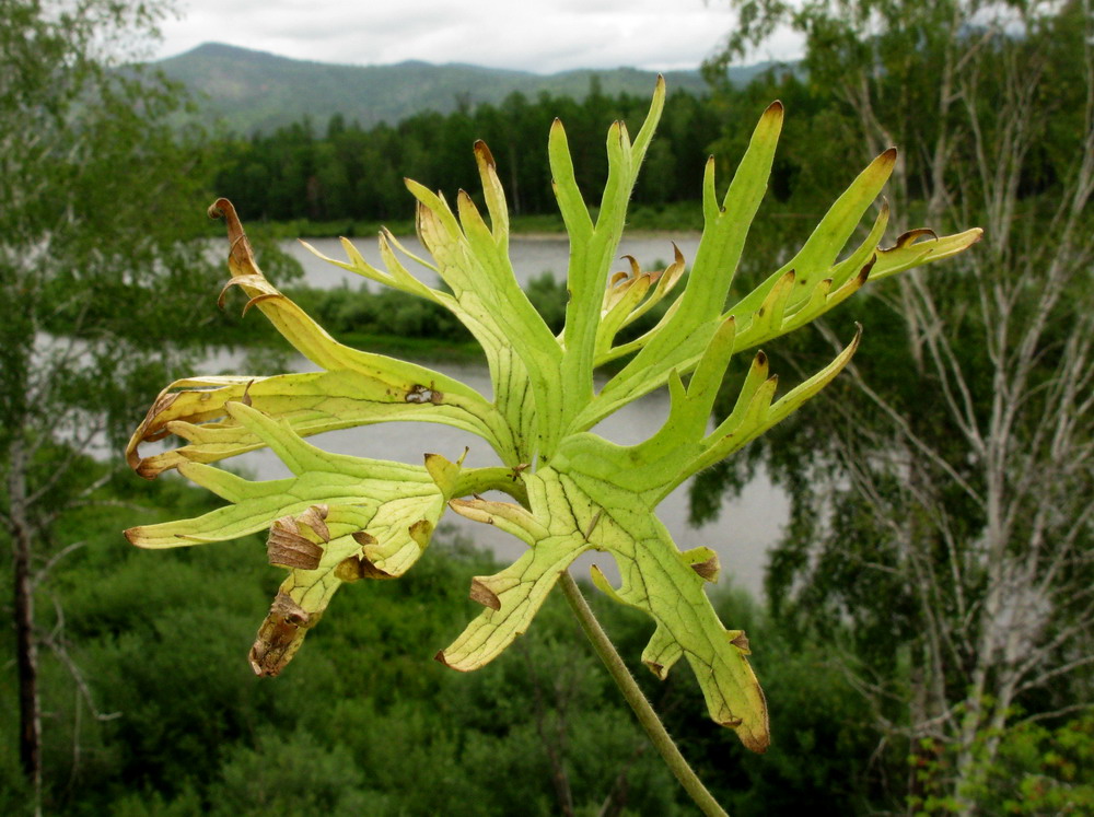 Image of Delphinium polozhiae specimen.