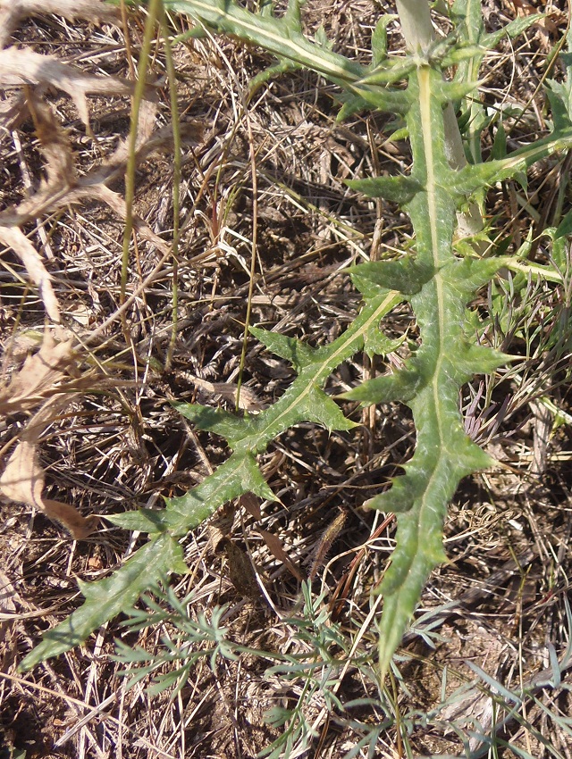 Изображение особи Echinops biebersteinii.