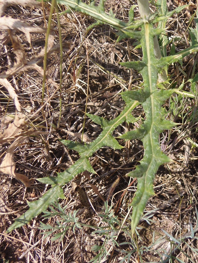 Изображение особи Echinops ruthenicus.