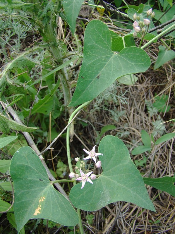 Image of Cynanchum acutum specimen.