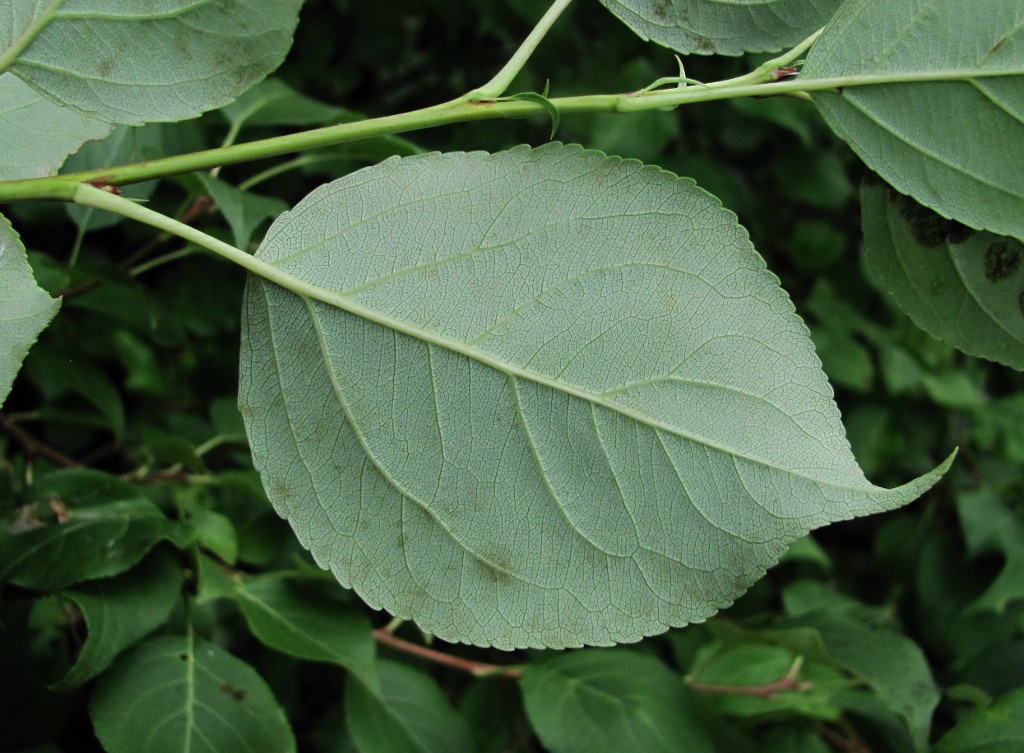 Image of Malus baccata specimen.