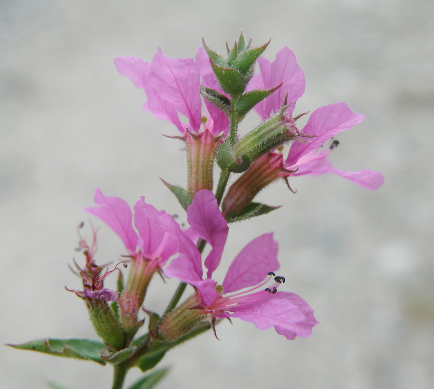 Image of Lythrum intermedium specimen.