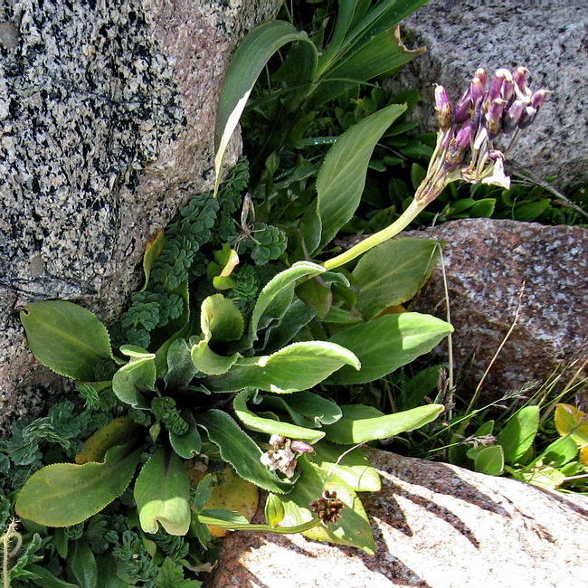 Изображение особи Primula turkestanica.