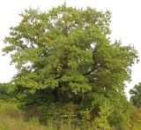 Quercus pedunculiflora