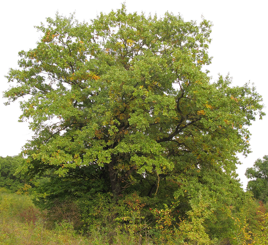 Image of Quercus pedunculiflora specimen.