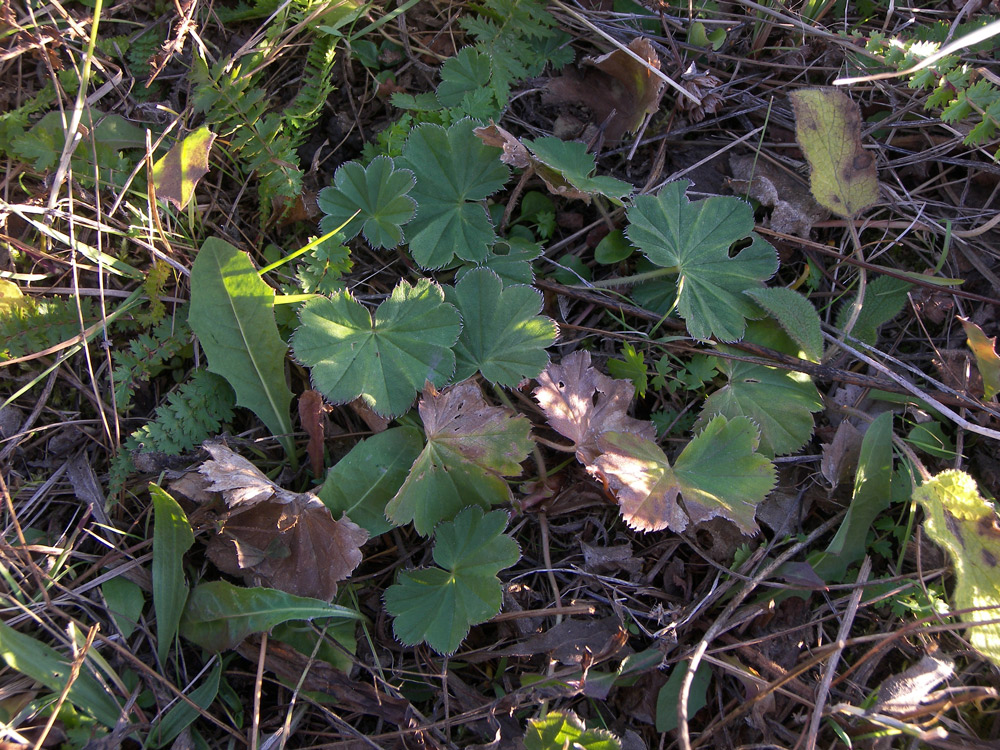 Image of Alchemilla languida specimen.
