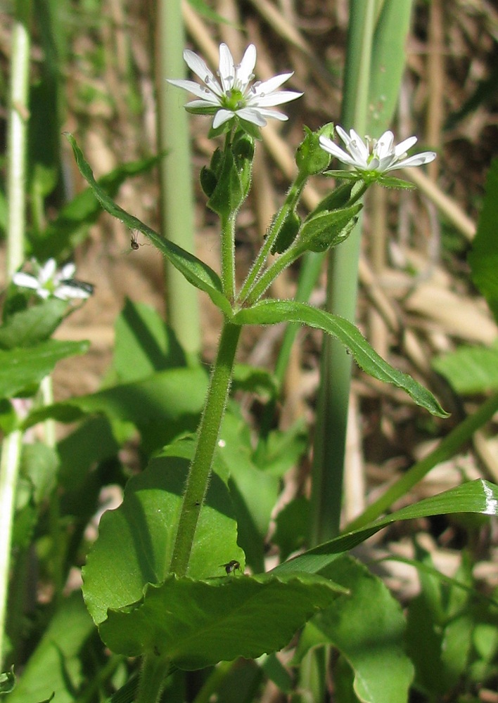 Изображение особи Myosoton aquaticum.