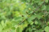 genus Betula