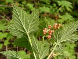 Ribes pallidiflorum